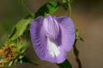 Butterflypea